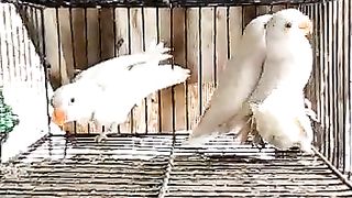 Funny parotts