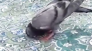 Subhan Allah