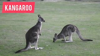 learn animals name in english for kids | animals name for toddlers | kids animals names learning