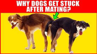 Funyy animal | funny dog | dog video
