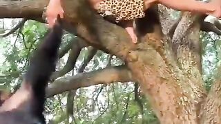 funny videos | man vs monkey funny video | subscribe