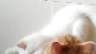 Cute Cats Playing with Each Other
