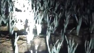 g1 garlic ki video night time