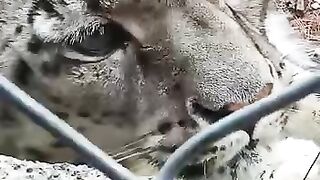 snow leopard in pakistan