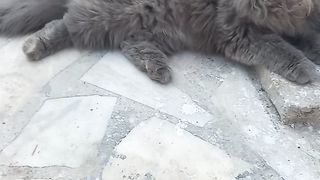 My favorite pet