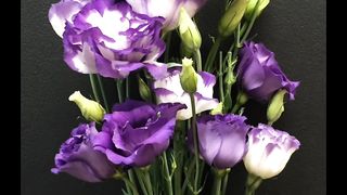 Beautiful purple Flowers