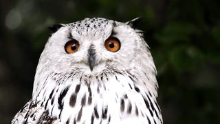 Beautiful Owl