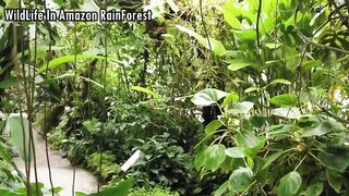 Wildlife In Amazon Rainforest 4K | Amazon Forest | Wild Animals | Rainforest Wildlife