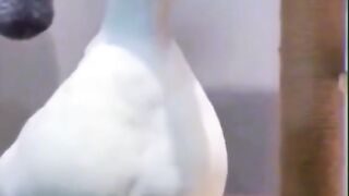 donkey