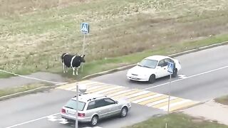 Smart Cow