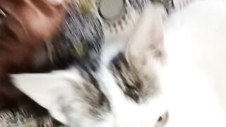 Cats are very happy| cutes Cats| small cats