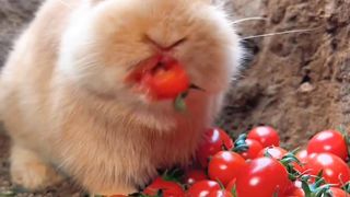 Funny rabbit