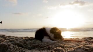 playful puppy