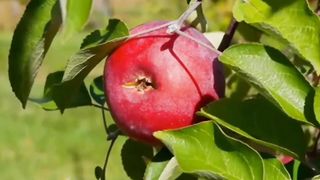 A for Apple B for Boll C for Cat for kids learning video | abc phonics song