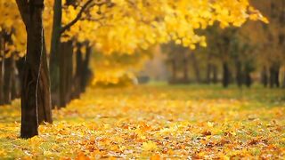Relaxing Cool Music & Deep Meditaion