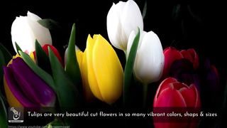 How to Grow Tulips - A Complete Guide | ٹیولپس | غانٹول | tulipanes| الزنبق | गुलदस्ता |tulipes