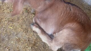 Goat masti enjoy