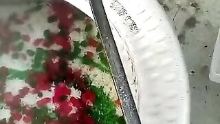 7. Zarda| Degi Matanjan| Degi Zarda| Short