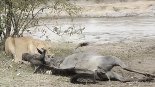 Lion Attack Tanzania