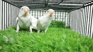 Albino red eyes