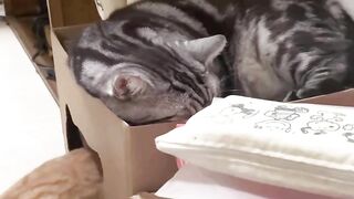 New Funny Videos 2023 ???? Cutest Cats and Dogs ????????part 24