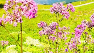 Wild Flowers in US