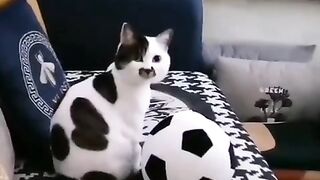 Funny Animal, cute cat, funny pets