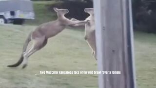 Kangaroos fighting just for female