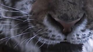 ????lion attitude status febspot viral video