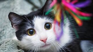 Clever cat ????