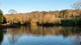 Morning View, Enjoy the churning of Birds with meditation music
