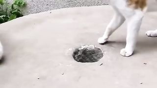 Cat and rabbit . A beautiful moment