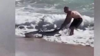 Wild Moment Man Drags a Shark back into the Ocean