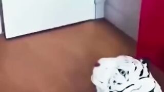 Funny animals videos! Try not to laugh