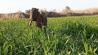 Village life style Vloge videos