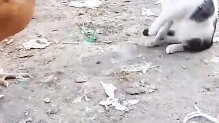 Never let a cat in a chicken coop
