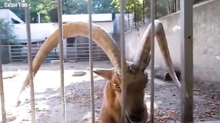 КОЗЛЫ В ДЕЛЕ... Козы против баранов, лошадей, кенгуру, собак, быков!.
