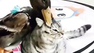 cat and Duck lucu