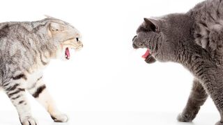 WWF cats fights????