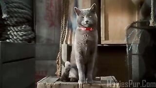 Cats and dogs the revange of kitty glore Hindi dubbed