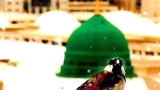 Jumma mubarak