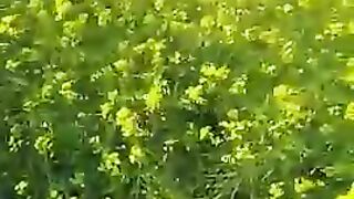 amazing nature with flowers thx susb now