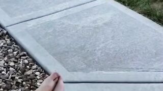 Funny Cats