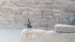 how to beautiful bird spairow dance bird