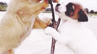 Dog vs cate