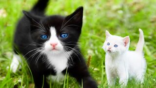 Cat tiktok funny video