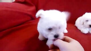 Little puppies.
