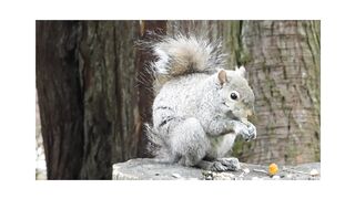 Funny squarrel