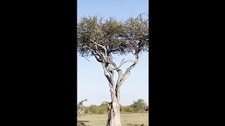 Lions_ trap _on a tree