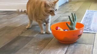 -- You Definitely Laugh_ I Believe In It  - Funniest Videos -- - Funny Life